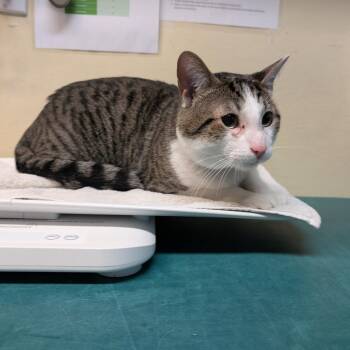 Klaus -  Domestic Short Hair Cat for Adoption in Pasadena, California - Klaus | PetCurious