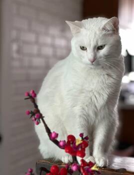 Ollie -  Domestic Short Hair Cat for Adoption in Garden City, Michigan - Ollie | PetCurious