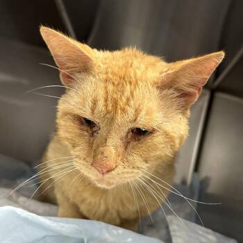 Percy -  Domestic Short Hair Cat for Adoption in Milton, Florida - Percy | PetCurious