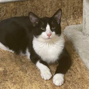 Rescue Domestic Short Hair Cats for Adoption in San Anselmo, California - Mittens | PetCurious