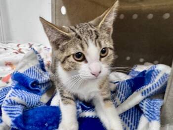 Bell -  Tabby Cat for Adoption in Powell, Ohio - Bell | PetCurious