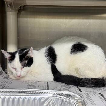 Coconut -  Domestic Short Hair Cat for Adoption in Pauls Valley, Oklahoma - Coconut | PetCurious