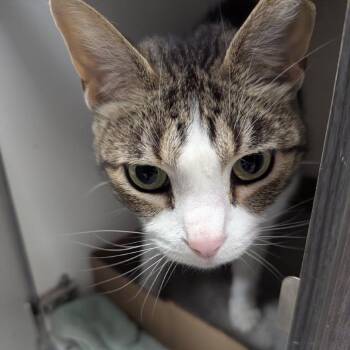 Hugo -  Domestic Short Hair Cat for Adoption in Jeffersonville, Indiana - Hugo | PetCurious