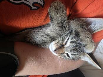 Domestic Short Hair Cats Available for Adoption in Broomfield, Colorado - DAVID | PetCurious