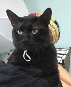 Rescue Domestic Short Hair Cats for Adoption in Spartanburg, South Carolina - Ferguson | PetCurious