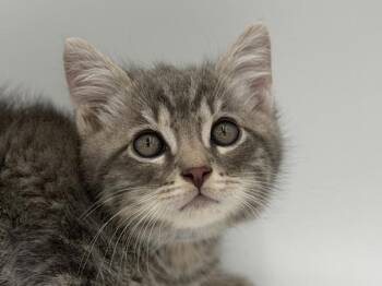 Wool -  Domestic Medium Hair Cat for Adoption in Portland, Oregon - Wool | PetCurious
