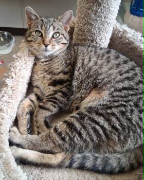 Domestic Short Hair Cats Available for Adoption in Fremont, Ohio - Michelle | PetCurious