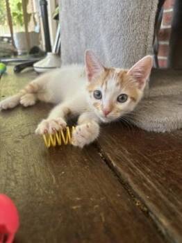 93287a Petey-Petco North Charleston -  Domestic Short Hair Cat for Adoption in North Charleston, South Carolina - 93287a Petey-Petco North Charleston | PetCurious