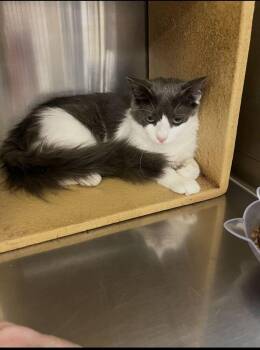Rokie -  Domestic Short Hair Cat for Adoption in Marietta, Georgia - Rokie | PetCurious