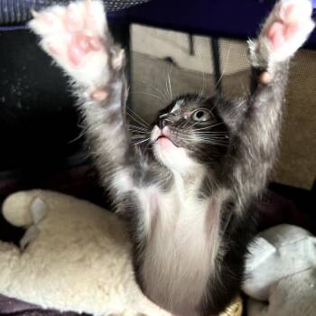 Donny -  Domestic Short Hair Cat for Adoption in Kanab, Utah - Donny | PetCurious