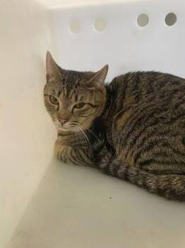 Domestic Short Hair Cats Available for Adoption in Daytona Beach, Florida - Leonard | PetCurious