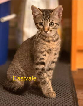 Rescue Domestic Short Hair Cats for Adoption in Mission Viejo, California - Eastvale | PetCurious