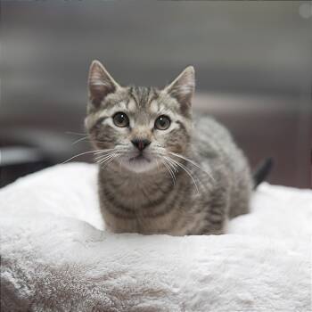 Rescue Domestic Short Hair Cats for Adoption in Gainesville, Georgia - Cougar | PetCurious