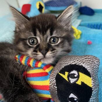 Domestic Medium Hair Cats Available for Adoption in Newark, New Jersey - Freeze Dried Ice Cream | PetCurious