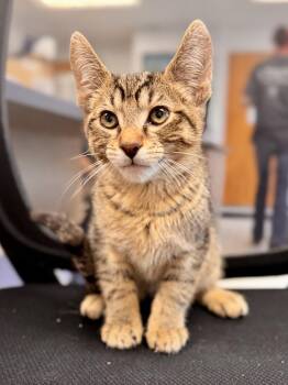 Sullivan -  Domestic Short Hair Cat for Adoption in Midland, Michigan - Sullivan | PetCurious