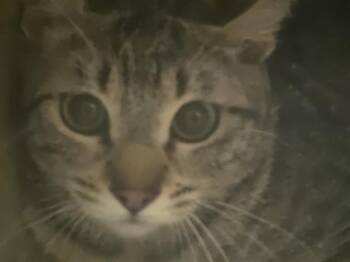 Domestic Short Hair Cats Available for Adoption in Kent, Washington - BARN CAT TOMMY | PetCurious