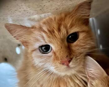 Domestic Long Hair Cats Available for Adoption in Burnsville, North Carolina - Kipper | PetCurious