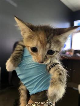 KYLIE -  Domestic Short Hair Cat for Adoption in San Antonio, Texas - KYLIE | PetCurious