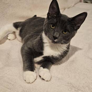 Pearl -  Domestic Short Hair and Tabby Cat for Adoption in Omaha, Nebraska - Pearl | PetCurious
