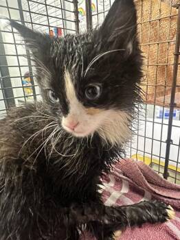 LONNIE -  Domestic Long Hair Cat for Adoption in Kalamazoo, Michigan - LONNIE | PetCurious