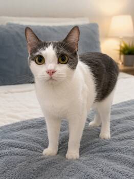 American Shorthair Cats Available for Adoption in Hickory, North Carolina - Jinx | PetCurious