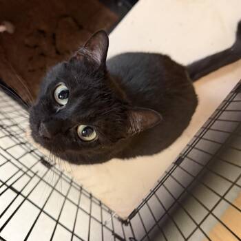 Velvet -  Domestic Short Hair Cat for Adoption in Kent, Washington - Velvet | PetCurious