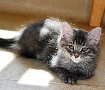Domestic Medium Hair Cats Available for Adoption in San Clemente, California - HUGO | PetCurious