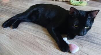 Sugar & Spice -  Domestic Short Hair Cat for Adoption in Jacksonville, Florida - Sugar & Spice | PetCurious