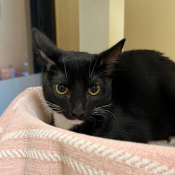 Domestic Short Hair Cats Available for Adoption - Orchid | PetCurious