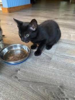 Toby -  Domestic Short Hair Cat for Adoption in Gainesville, Florida - Toby | PetCurious