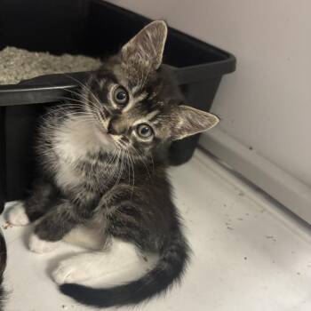 Domestic Short Hair Cats Available for Adoption in Houston, Texas - Amber | PetCurious