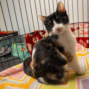 Stella -  Domestic Short Hair Cat for Adoption in Overland Park, Kansas - Stella | PetCurious