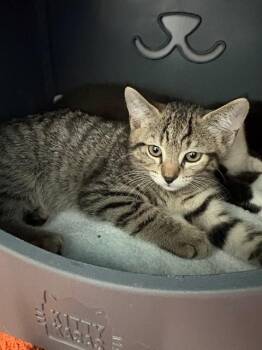 SQUAD -  Domestic Medium Hair Cat for Adoption in Leesburg, Virginia - SQUAD | PetCurious