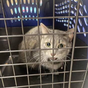 Domestic Short Hair Cats Available for Adoption - 02/12/2026-Stray-GentianBoulevard "Venellope" | PetCurious