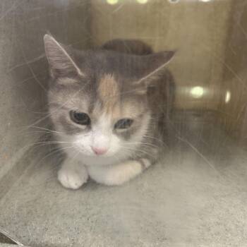 Domestic Medium Hair Cats Available for Adoption - Pumpkin | PetCurious