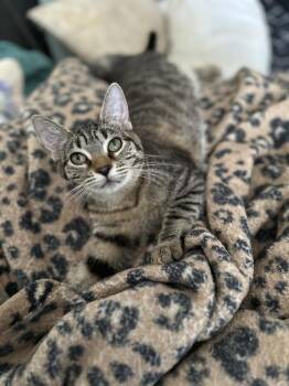 Bonnie -  Domestic Short Hair Cat Available for Adoption in Chicago, Illinois - Bonnie | PetCurious