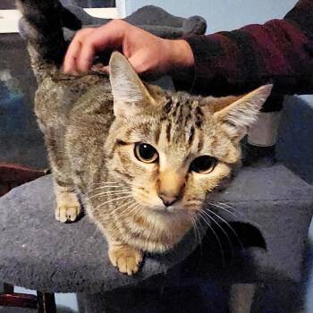 Domestic Short Hair Cats Available for Adoption - Bechamel | PetCurious