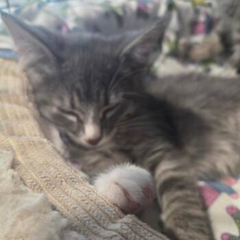 Domestic Short Hair Cats Available for Adoption in North Battleford, Saskatchewan - Kibble | PetCurious