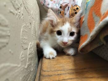 Marshmallow -  Domestic Medium Hair Cat for Adoption in Parlier, California - Marshmallow | PetCurious
