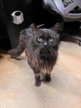 Domestic Long Hair Cats Available for Adoption in Jurupa Valley, California - Mimi | PetCurious