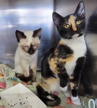 Rescue Domestic Short Hair Cats for Adoption in Marietta, Ohio - Meeko & Stella (Spayed) (Bonded Pair) | PetCurious
