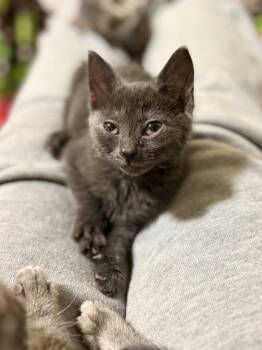 Coffee Milk -  Domestic Short Hair Cat for Adoption in Fairfax, Virginia - Coffee Milk | PetCurious