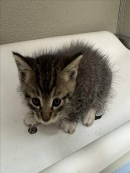 Domestic Short Hair Cats Available for Adoption in Tracy, California - ANTURIO | PetCurious