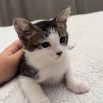 Chicken Parmigiana -  Domestic Short Hair Cat for Adoption in Westminster, California - Chicken Parmigiana | PetCurious