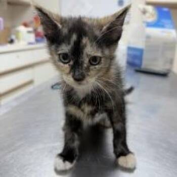 Dorito-4809 -  Domestic Short Hair Cat for Adoption in Tyler, Texas - Dorito-4809 | PetCurious