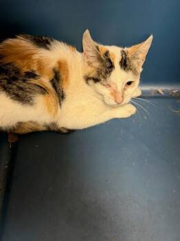 Domestic Short Hair Cats Available for Adoption - Willow | PetCurious