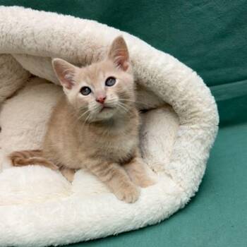 Lincoln Log -  Domestic Short Hair Cat for Adoption in Waterloo, Iowa - Lincoln Log | PetCurious