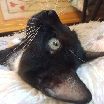 Dumpster Fire -  Domestic Short Hair Cat for Adoption - Dumpster Fire | PetCurious