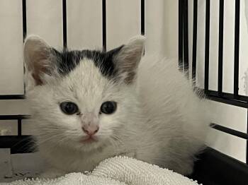 Lorelei -  Domestic Short Hair Cat for Adoption in Williamsburg, Virginia - Lorelei | PetCurious