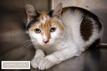 Calico Cats Available for Adoption in Greenville, Delaware - Hopscotch (FCID# 05/13/2026 - 3 Trainer) | PetCurious